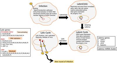 Arachidonic Acid Derived Lipid Mediators Influence Kaposi’s Sarcoma-Associated Herpesvirus Infection and Pathogenesis